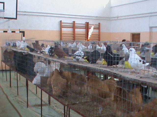 DSC00334 - poze 2010 buzau