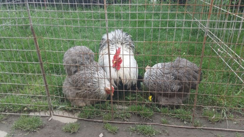  - arhiva fam Cochincina Pitic Herminat Inchis