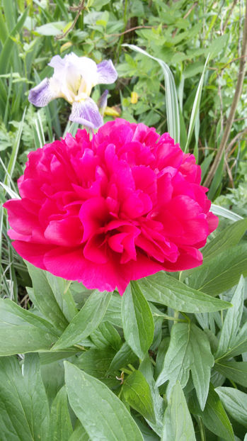 tmp_13347-20170508_122104872098434 - bujori 2017