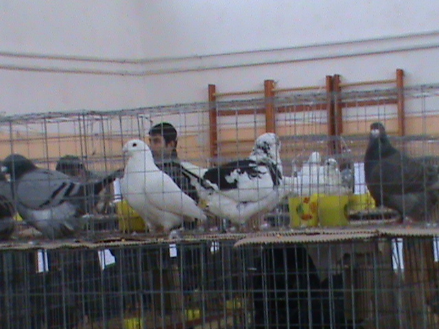 DSC00343