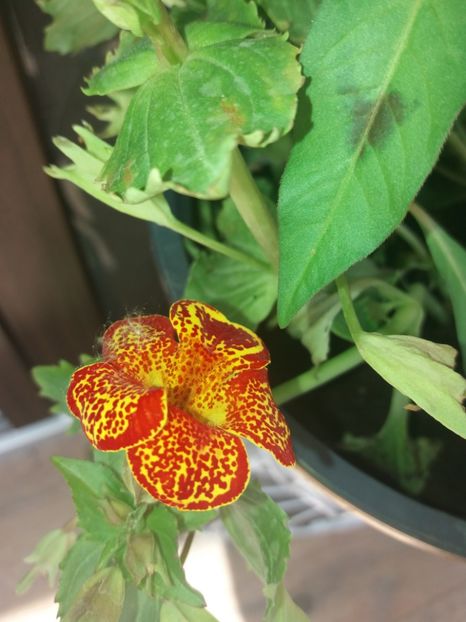 Mimulus - outdoor