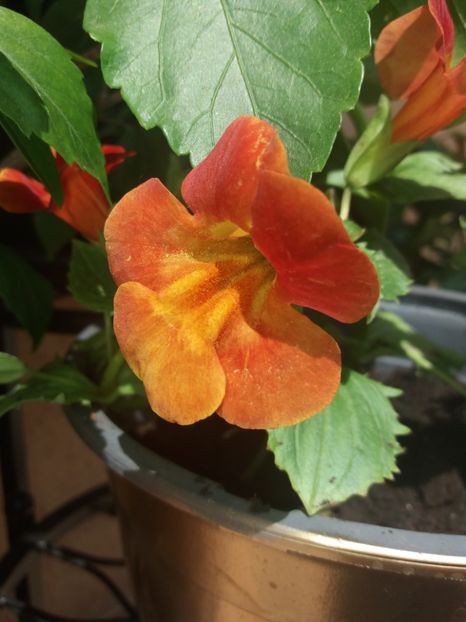 Mimulus - outdoor