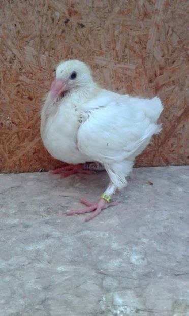 02 - Tineret AGH 2017