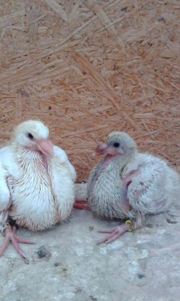 04-05 - Tineret AGH 2017