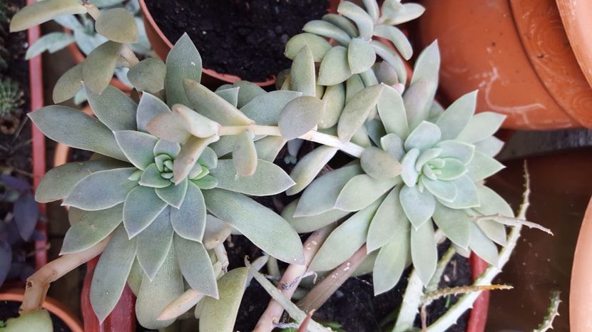  - Suculente si cactusi 2018 - 2019
