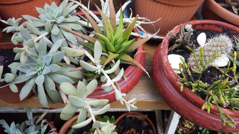  - Suculente si cactusi 2018 - 2019