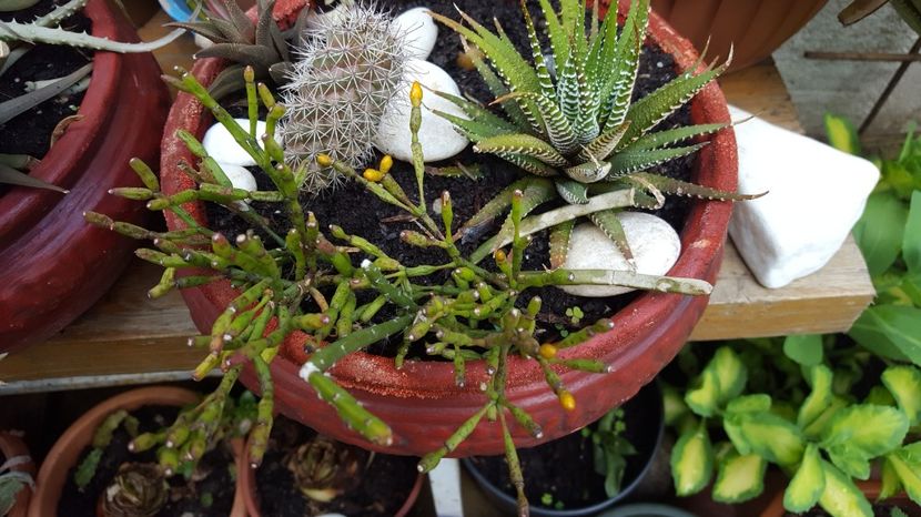  - Suculente si cactusi 2018 - 2019