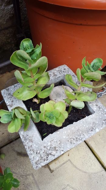  - Suculente si cactusi 2018 - 2019