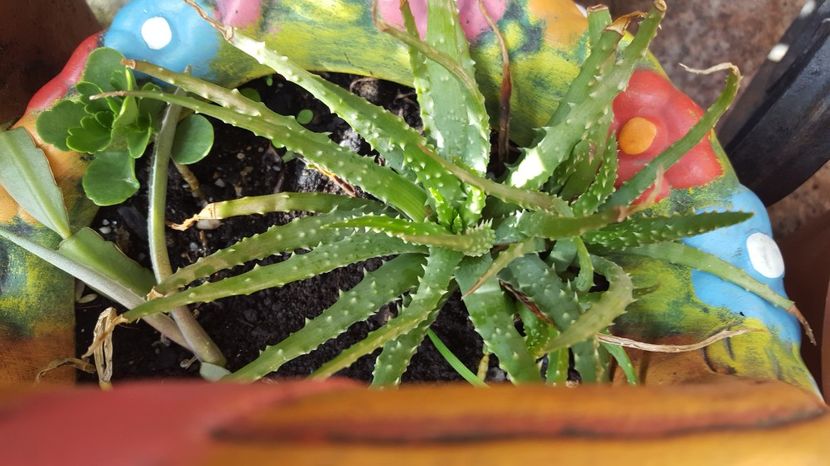  - Suculente si cactusi 2018 - 2019