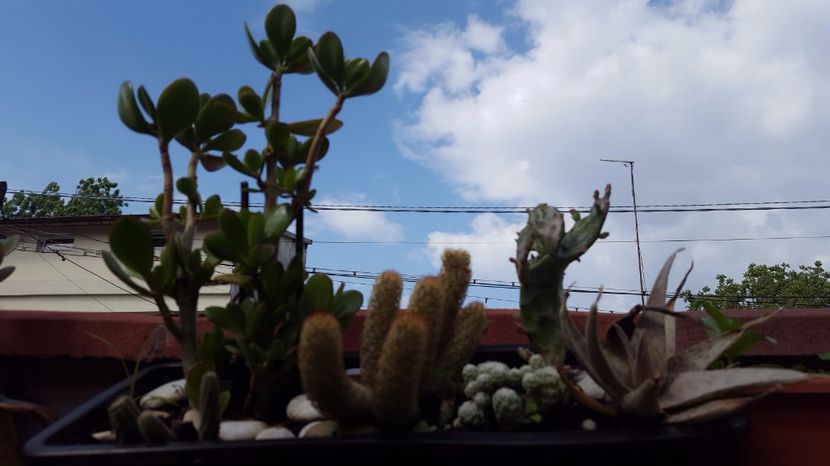  - Suculente si cactusi 2018 - 2019