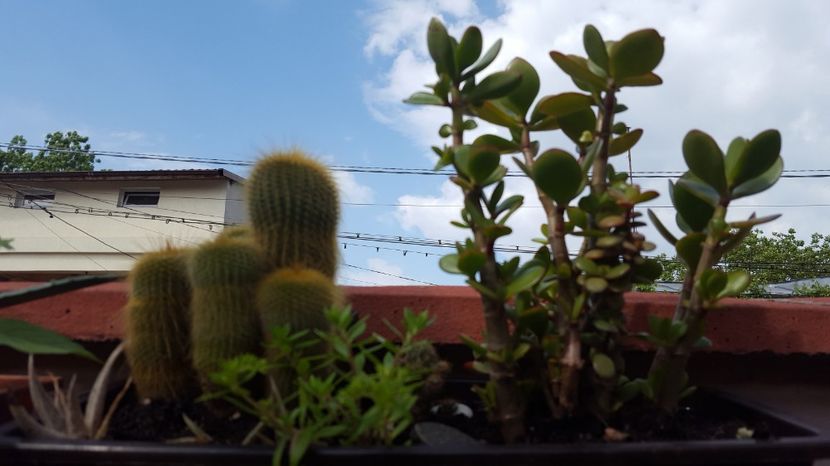  - Suculente si cactusi 2018 - 2019