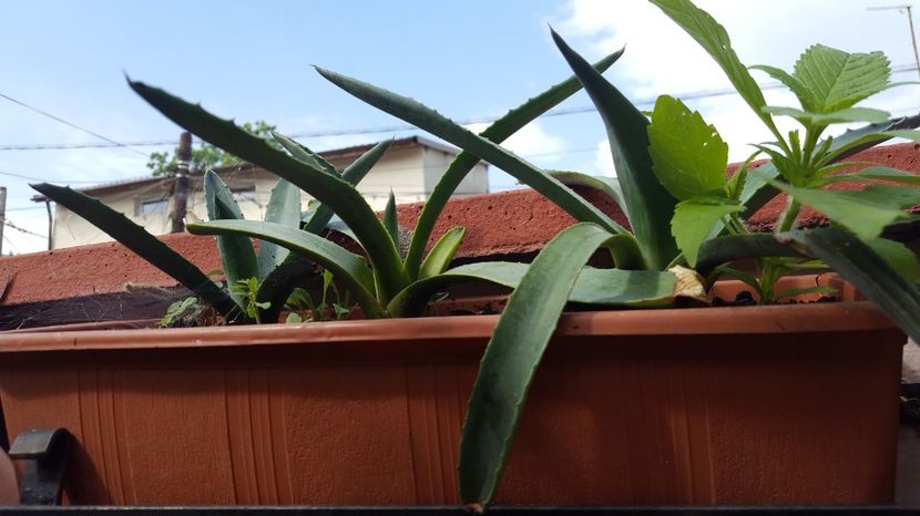 - Suculente si cactusi 2018 - 2019