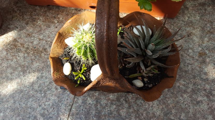  - Suculente si cactusi 2018 - 2019