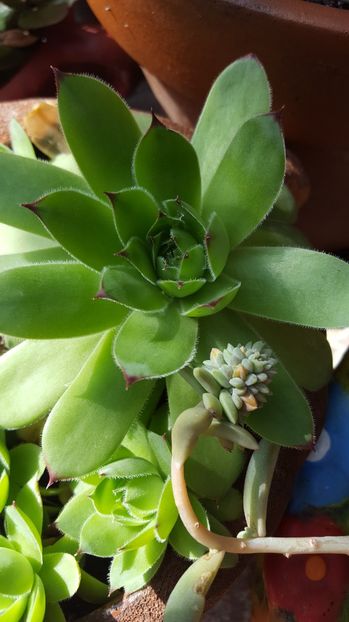  - Suculente si cactusi 2018 - 2019