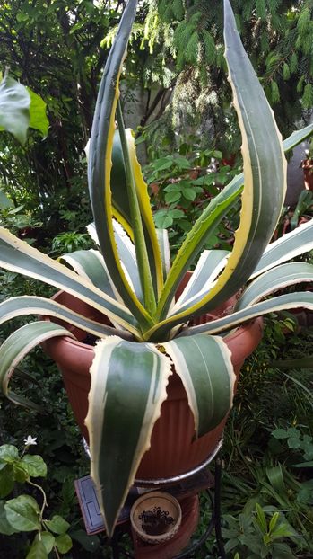  - Suculente si cactusi 2018 - 2019