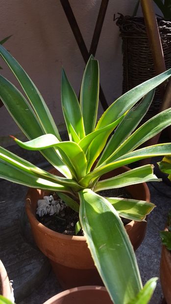  - Suculente si cactusi 2018 - 2019