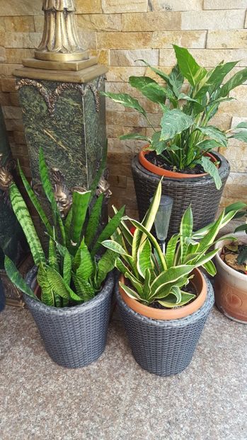  - Suculente si cactusi 2018 - 2019