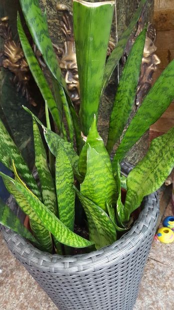  - Suculente si cactusi 2018 - 2019