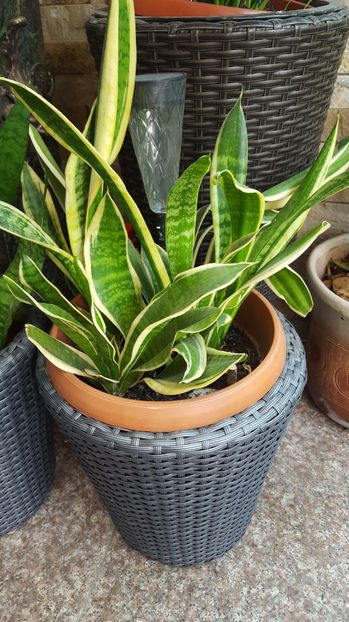  - Suculente si cactusi 2018 - 2019