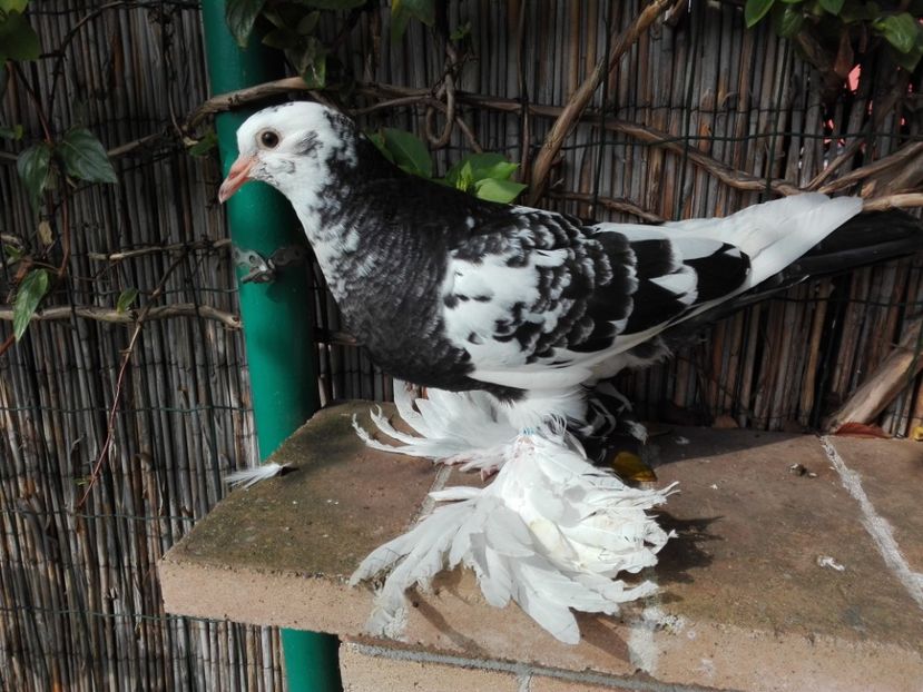 Femela Incaltat linie noua - 2017_Pui