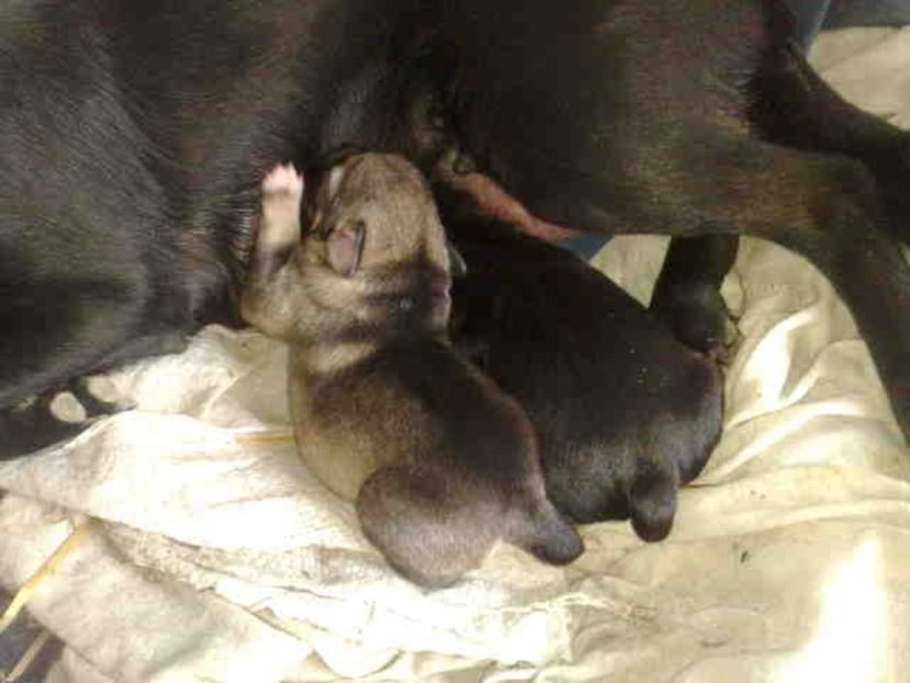 Avem 3 zile - Caini de sobolani-dihori-paza