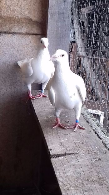  - Vand voiajori albi pentru nunti