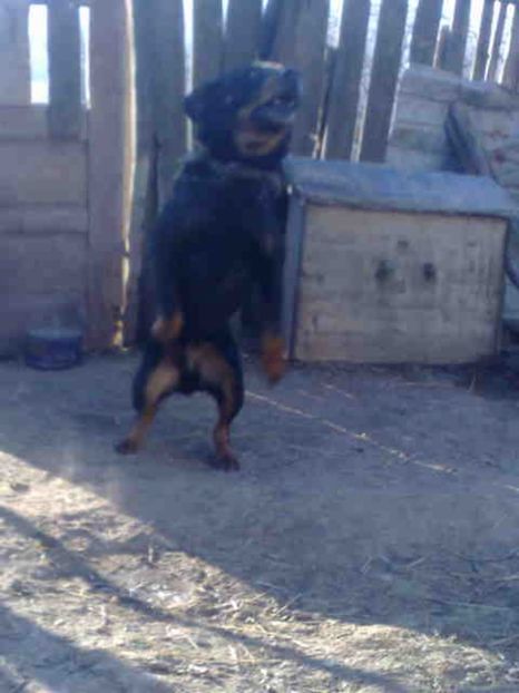  - Caini de sobolani-dihori-paza