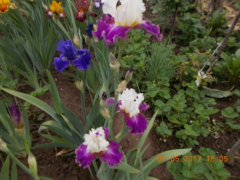 calypso beat - IRISI BARBATA ELATIOR SI INTERMEDIA  2017