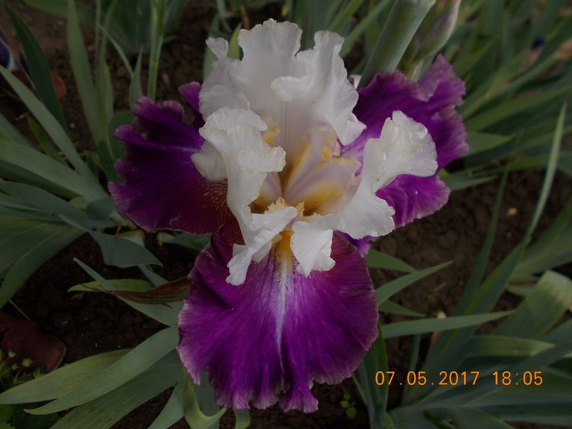 calypso beat - IRISI BARBATA ELATIOR SI INTERMEDIA  2017