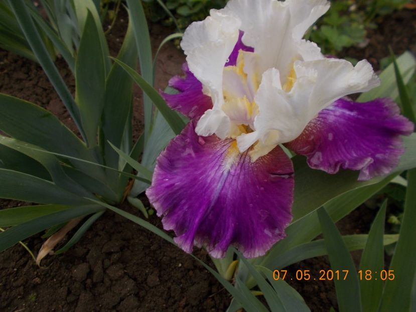 calypso beat - IRISI BARBATA ELATIOR SI INTERMEDIA  2017