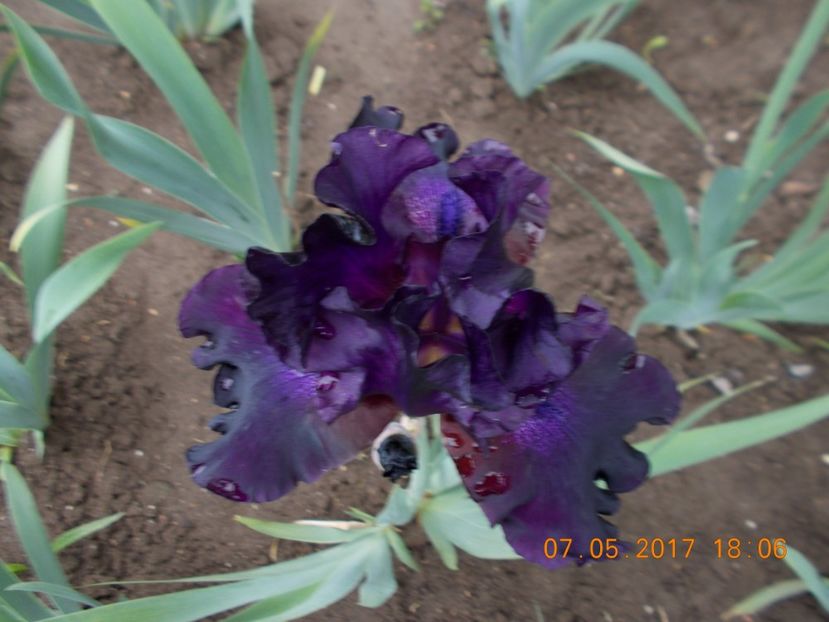 emperor's delight - IRISI BARBATA ELATIOR SI INTERMEDIA  2017