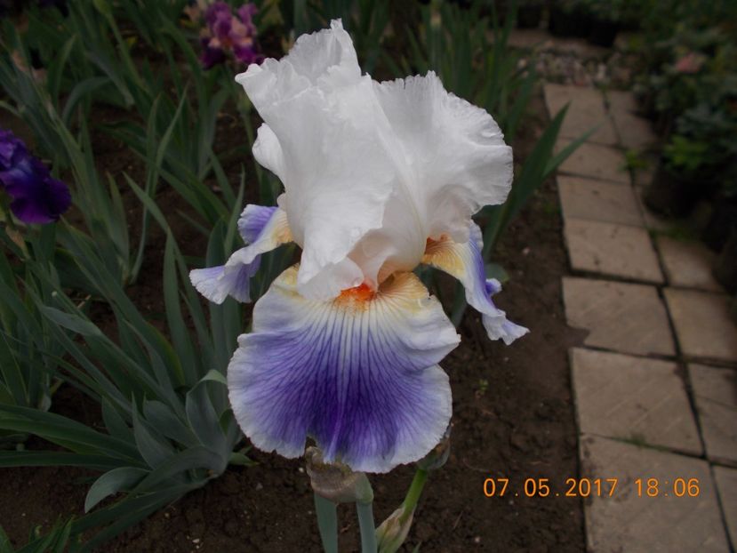 puccini - IRISI BARBATA ELATIOR SI INTERMEDIA  2017