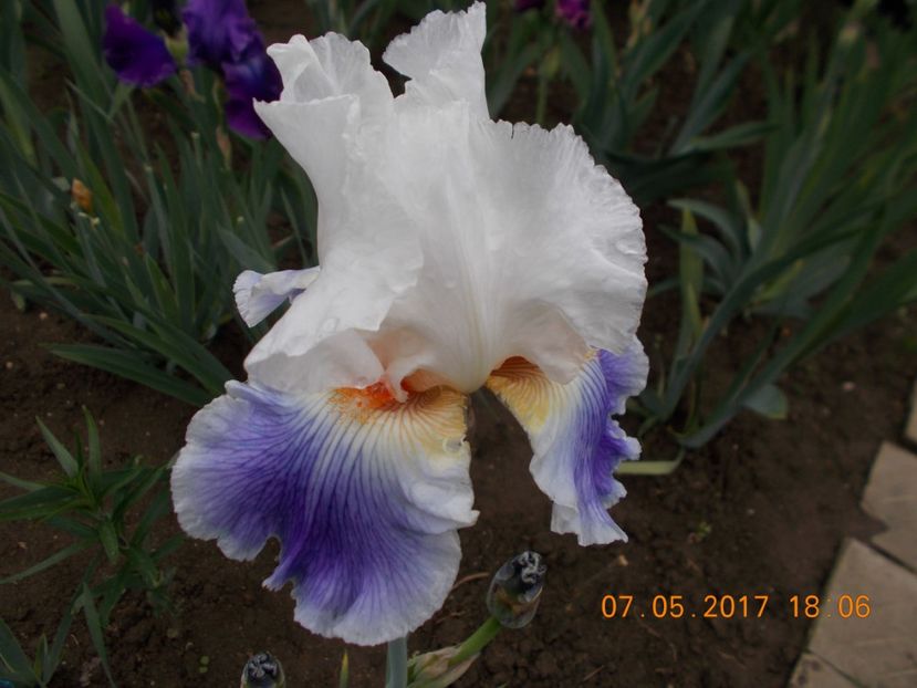 puccini - IRISI BARBATA ELATIOR SI INTERMEDIA  2017