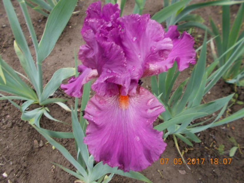 sheer ecstasy - IRISI BARBATA ELATIOR SI INTERMEDIA  2017