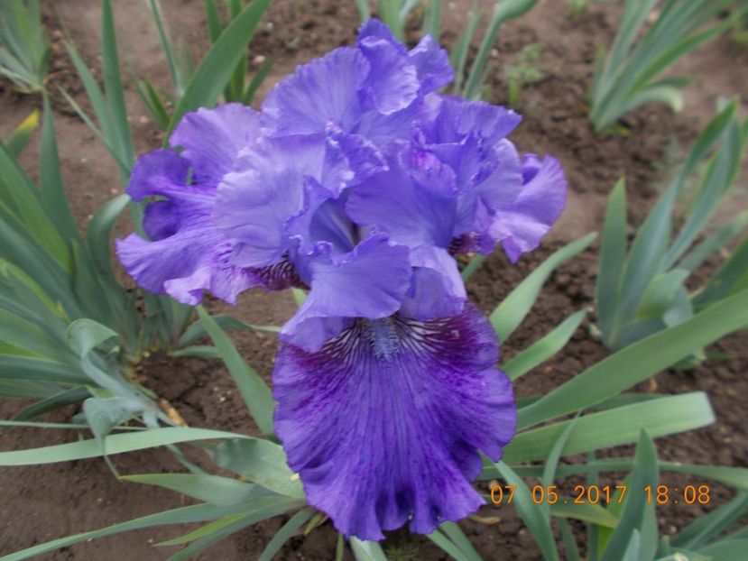 indigo princes - IRISI BARBATA ELATIOR SI INTERMEDIA  2017