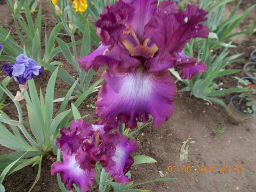 rosette wine - IRISI BARBATA ELATIOR SI INTERMEDIA  2017