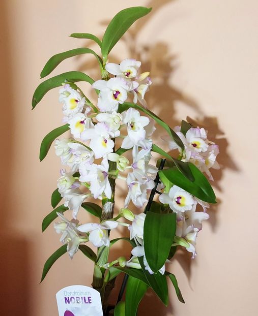  - Dendrobium nobile