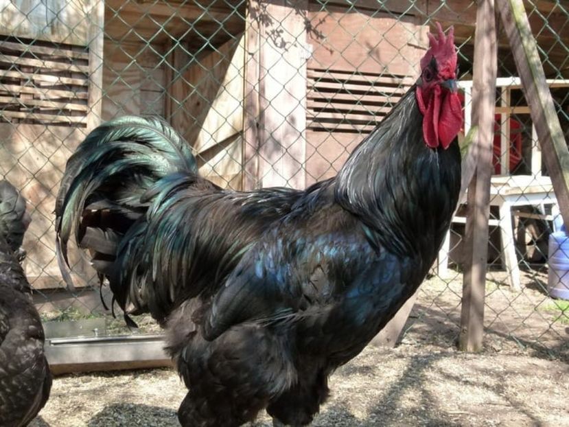 Jersey cocos - Pasari de expozitie