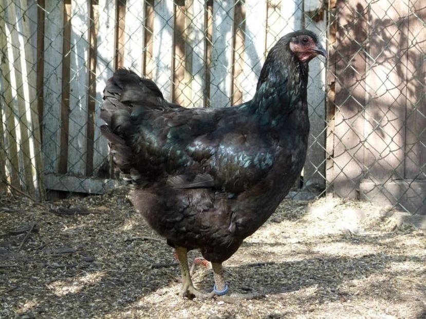 Jersey gaina - Pasari de expozitie