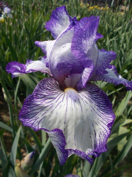  - Irisi-2017 Barbata Elatior si Intermedia