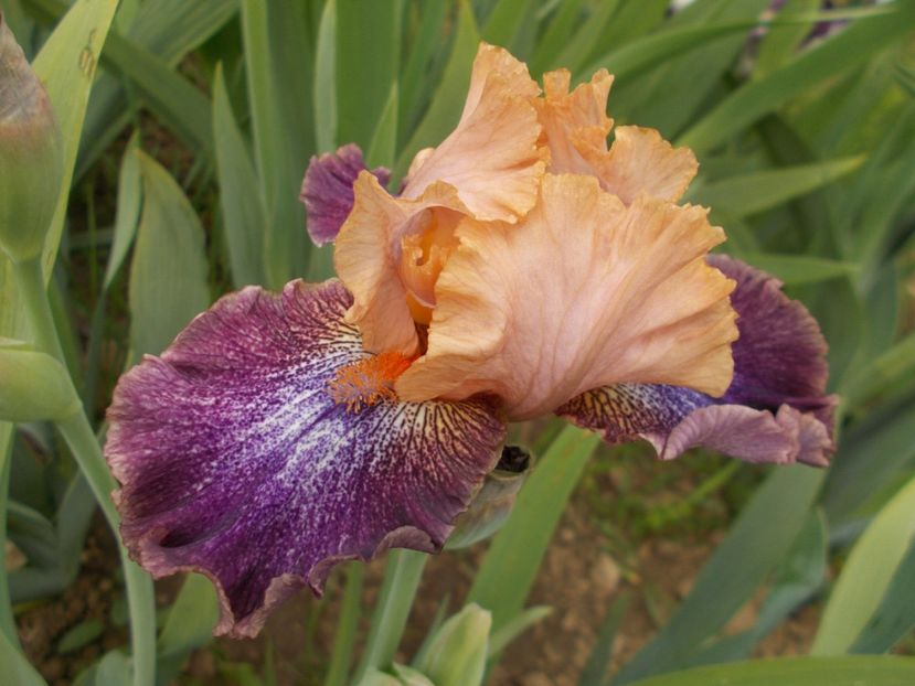  - Irisi-2017 Barbata Elatior si Intermedia