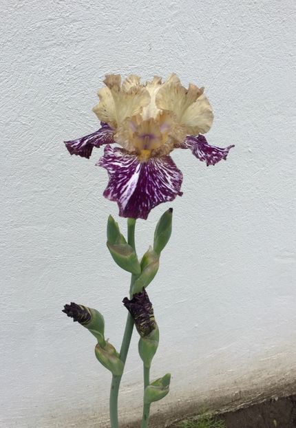 Gnus Flah - GRADINA 2017