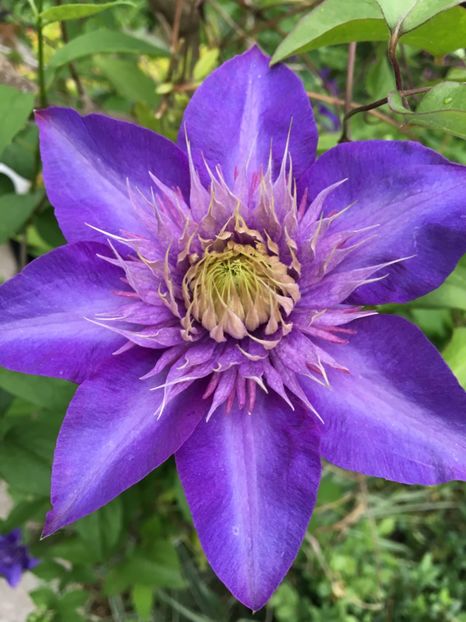  - Clematite 2017