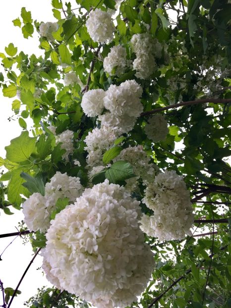  - Arbusti 2017 23 24