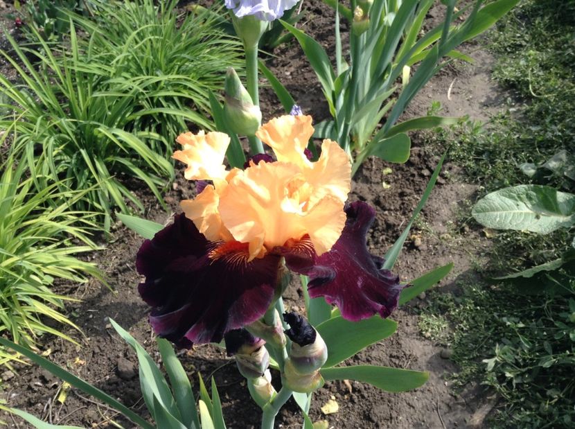 Halloween trick - Irisi 2017