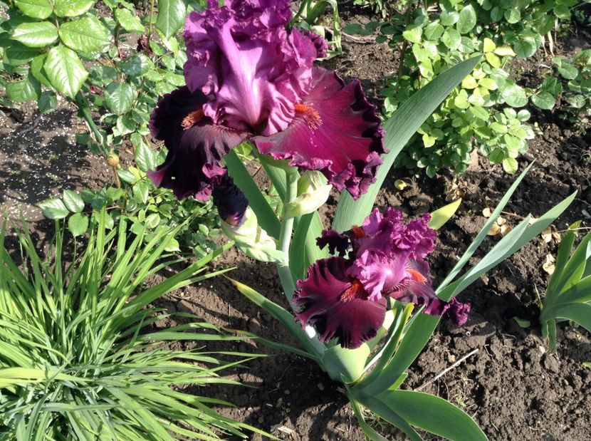 Up in flames - Irisi 2017