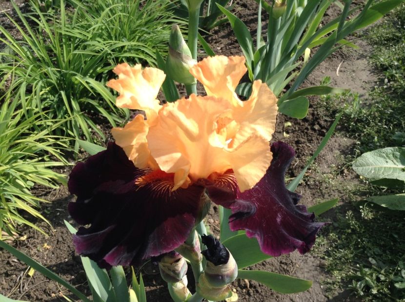 Halloween trick - Irisi 2017