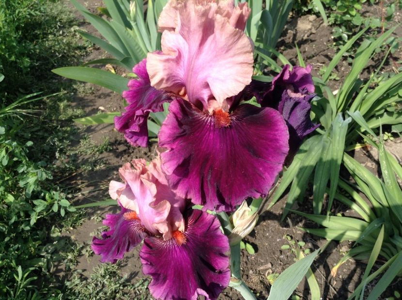 Fluent mandarin - Irisi 2017