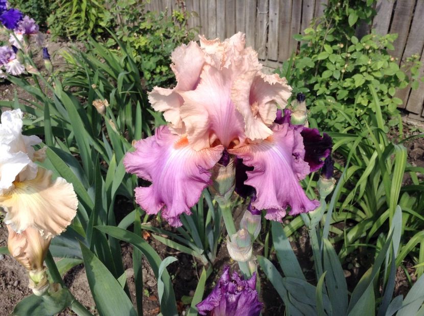 Sweet muset - Irisi 2017