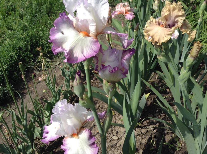 Ravissant - Irisi 2017